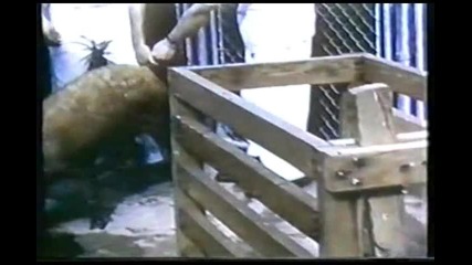 La Societe Elle A Mauvaise Haleine - Le Bazar Animal