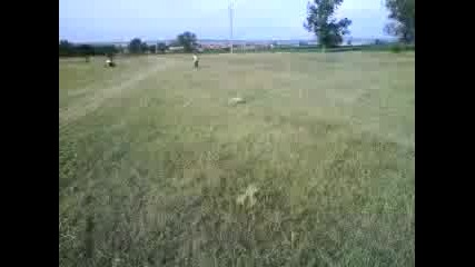 niki i miro