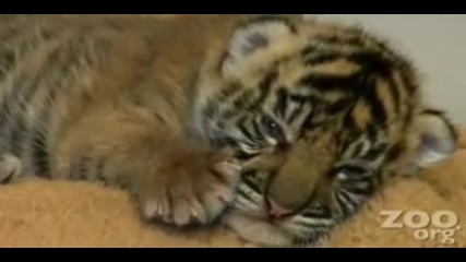 Сладко бебче тигър заспива