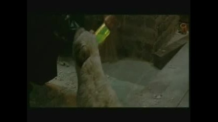 Куче Каратист