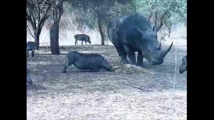 Носорог срещу африкански глиган