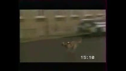 Не се закачай с полицейските кучета...