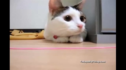 Techno Cat
