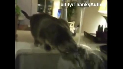 Смешни котки във вода