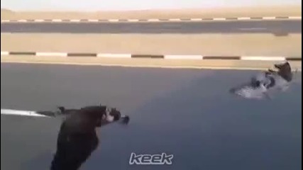 Сокол лети със 110 километра в час