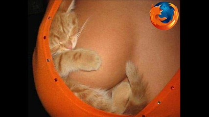 What The Cats Think ...