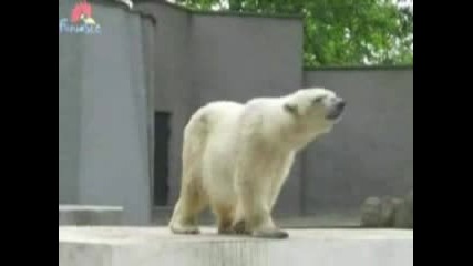 Странна Мечка