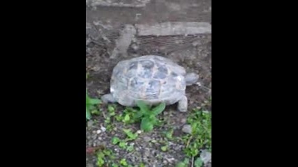 една костенурка