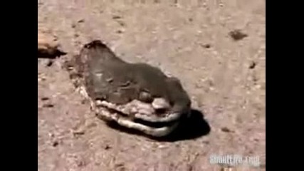 Уникално!!!змия Без Тяло Тръгва Да Напада Хора 