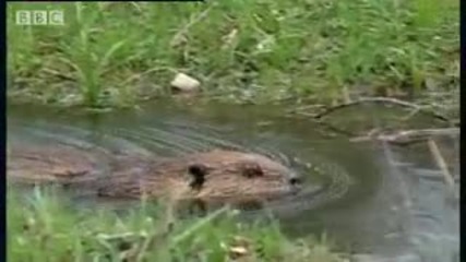 Beaver facts - Bbc Animals 