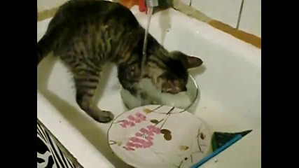 Котка мие съдове