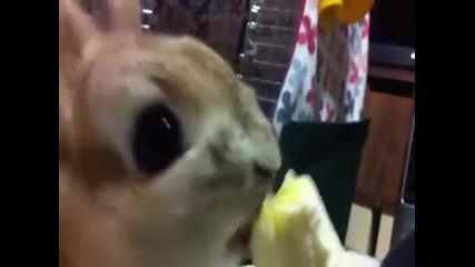 Сладко зайче яде банан