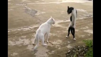 Котки се карат