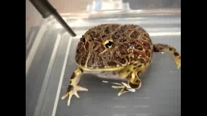 голямата жаба 