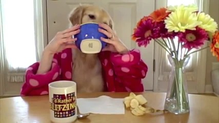 [смях] Куче яде