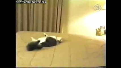 Луда Котка :d
