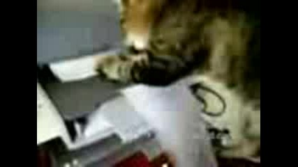 Котка И Принтер