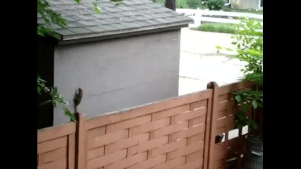 Катерица която не може да скача