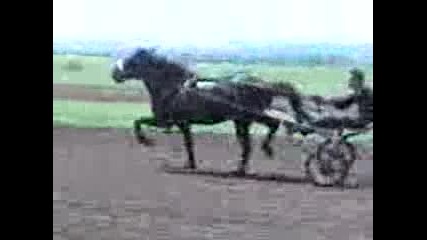 sastezanie s kone v bres kon krupie akrundo 2013 g