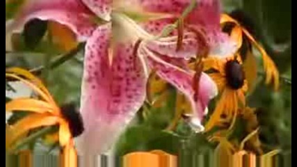 Relax to the Soothing sound of Summer Rain