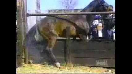 Horse kick