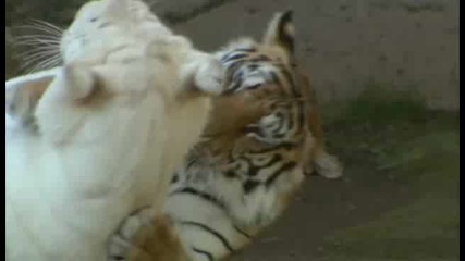 Невероятни тигри 