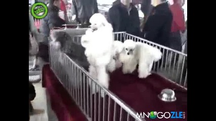 Пудел уграе кючек