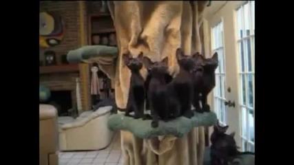 Забавни Котки