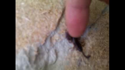Скорпион в България