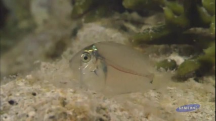 Ocean 2 of 2 1080p Hd