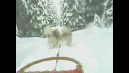 Хъски.flv