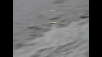 бебе тюлен