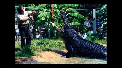 Гигантски Крокодил С Тегло Над Тон