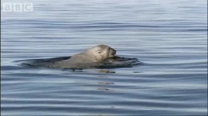 Големите Женски полярна мечка басейн в замразяването море - Планетата Земя - Bbc Wildlife 