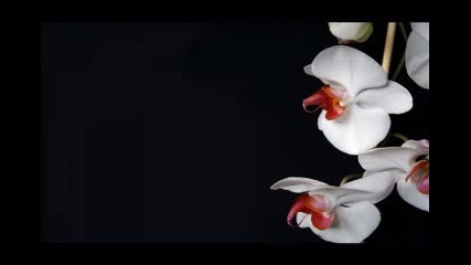 Ofra Haza - Love Song (wild Orchid Kintar Remix)