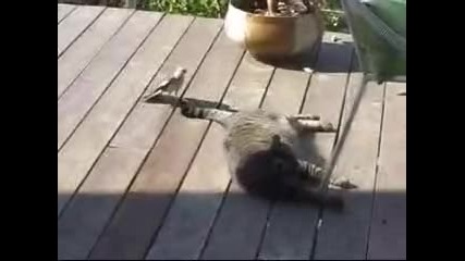 Тази котка явно не е гладна