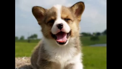 Кученца / Puppies