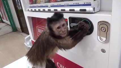 Симпатична маймунка си купува сок от автомат