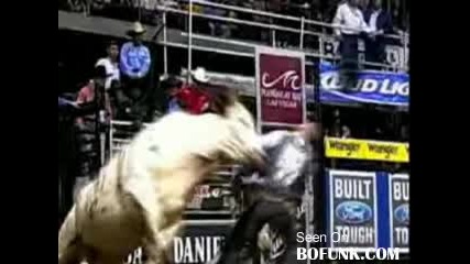 Raging Bull Kicks Cowboys Butt Video