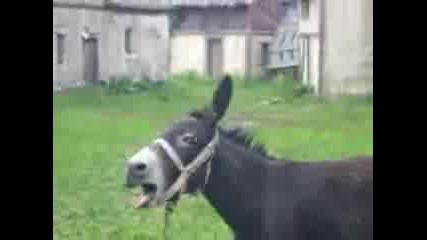 Магаре се оплаква... Смях ! 