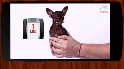 World's 5 Fattest, Strongest, Smallest, Biggest Dogs