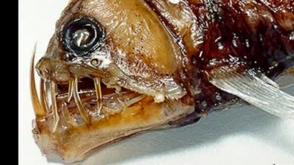 Shocking Images Alien or Fish