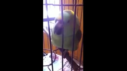 Папагал перфектно имитира бебешки плач!