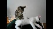 Котешки лечебен масаж