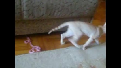 Котето ми 