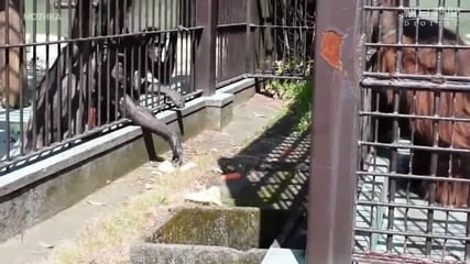 Тъжните безкористен акт на пленения орангутан ще ви остави без думи