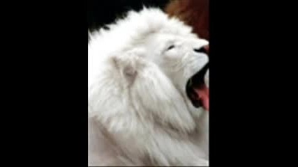 Как пърди лъвът 
