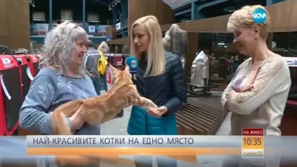В София избират най-красивите котки