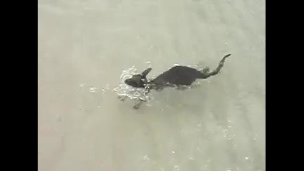 Бебе кенгуру плува на плажа 