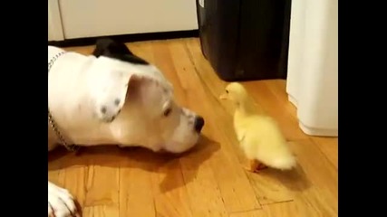 Duck and Dog 